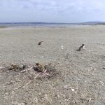 oiseaux rares tocs bassin de thau 2024