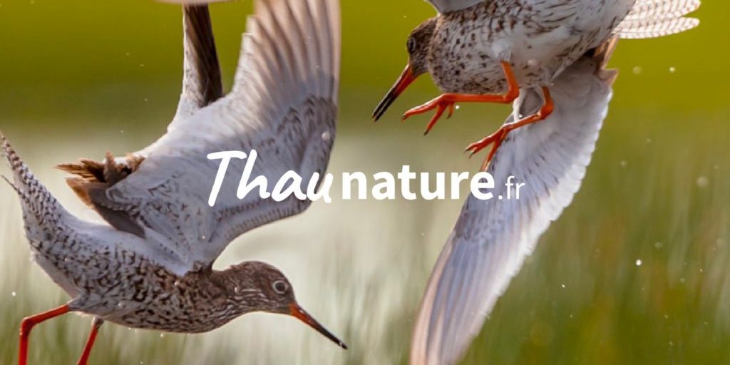 1-thau-nature