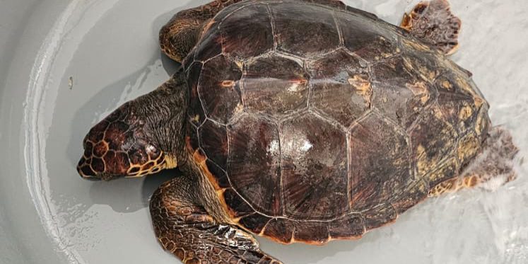 photo-tortue-caouanne-baptisee-douce